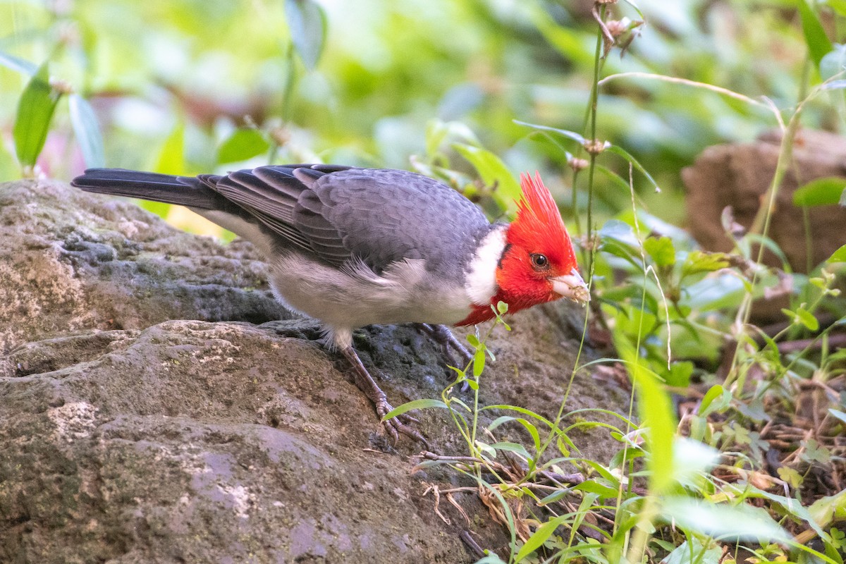 Red-crested Cardinal - Jeremy Cushman