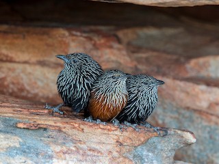  - Black Grasswren