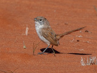  - Eyrean Grasswren