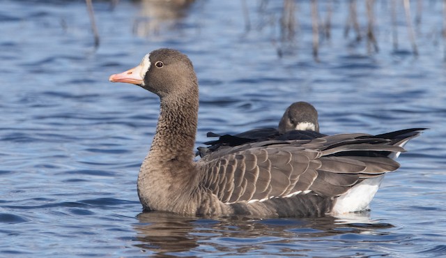 マガン Gambelli Sponsa Ebird
