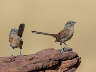  - Dusky Grasswren