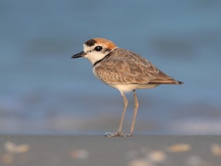  - Malaysian Plover