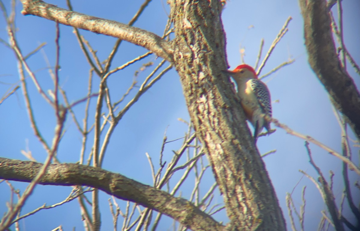 Red-bellied Woodpecker - Curtis Higgins