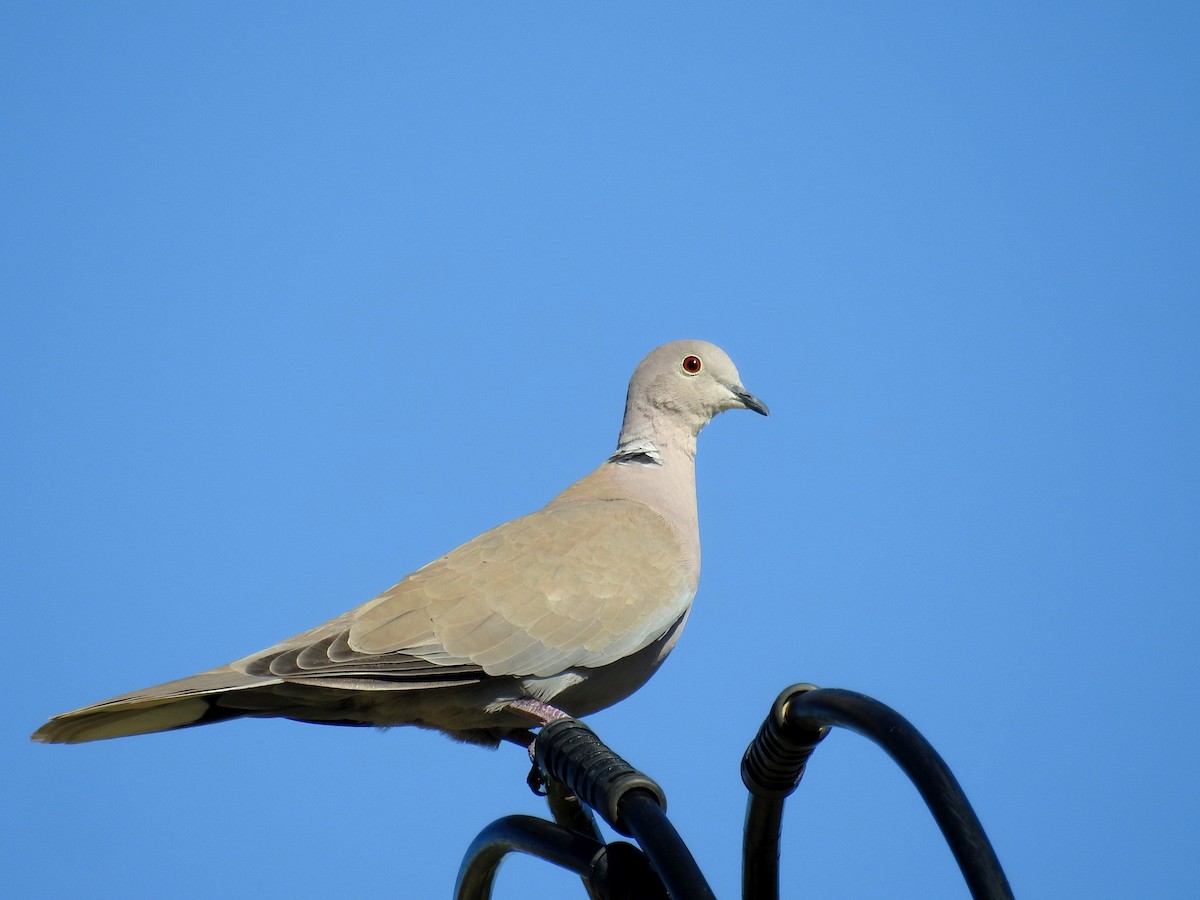 Eurasian Collared-Dove - Daniel Raposo 🦅