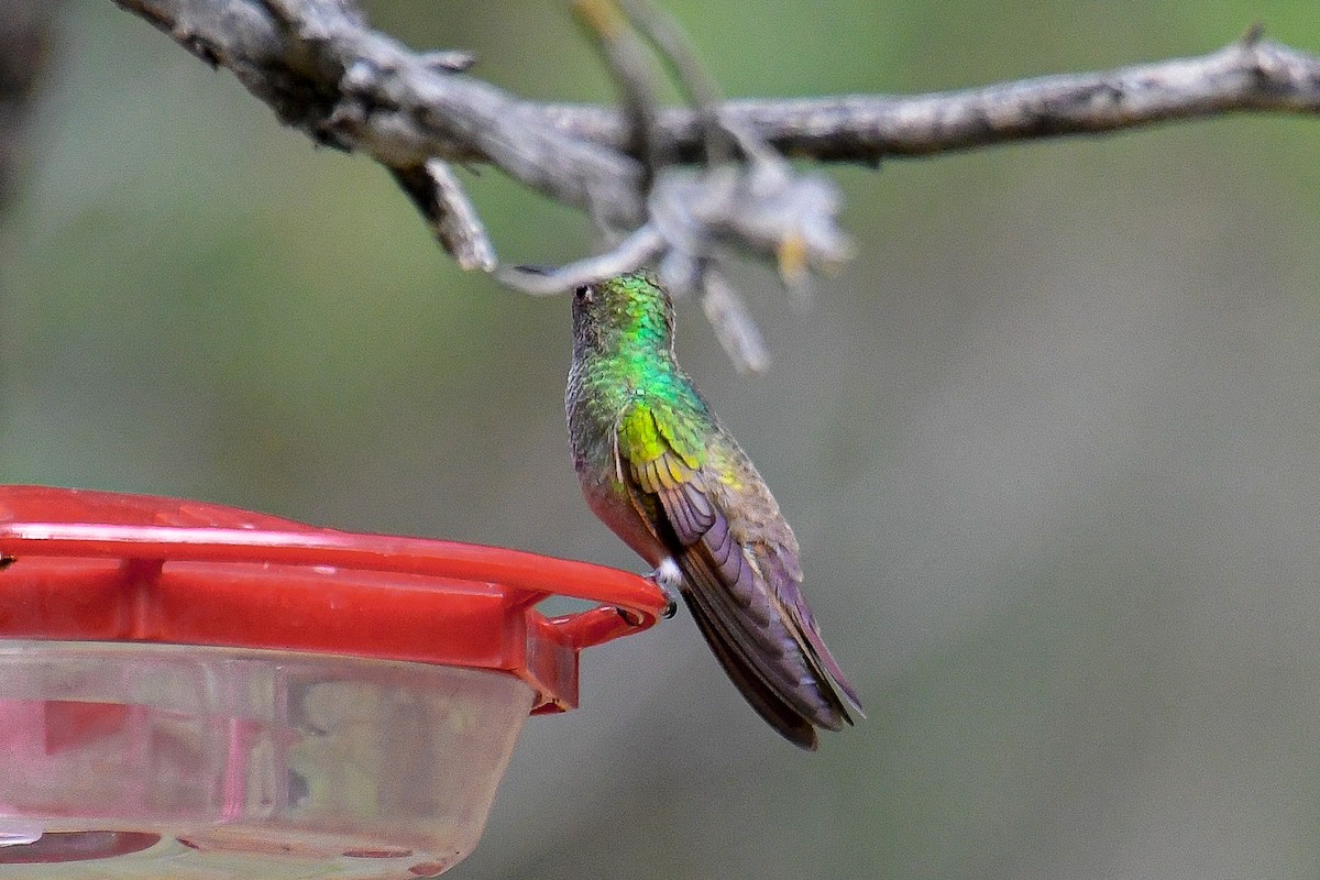 Berylline Hummingbird - Christian Newton