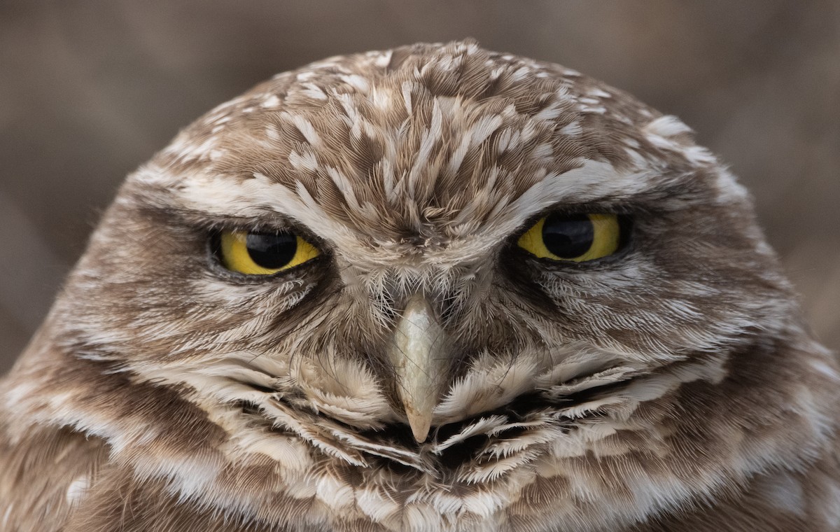 Burrowing Owl - Liam Huber
