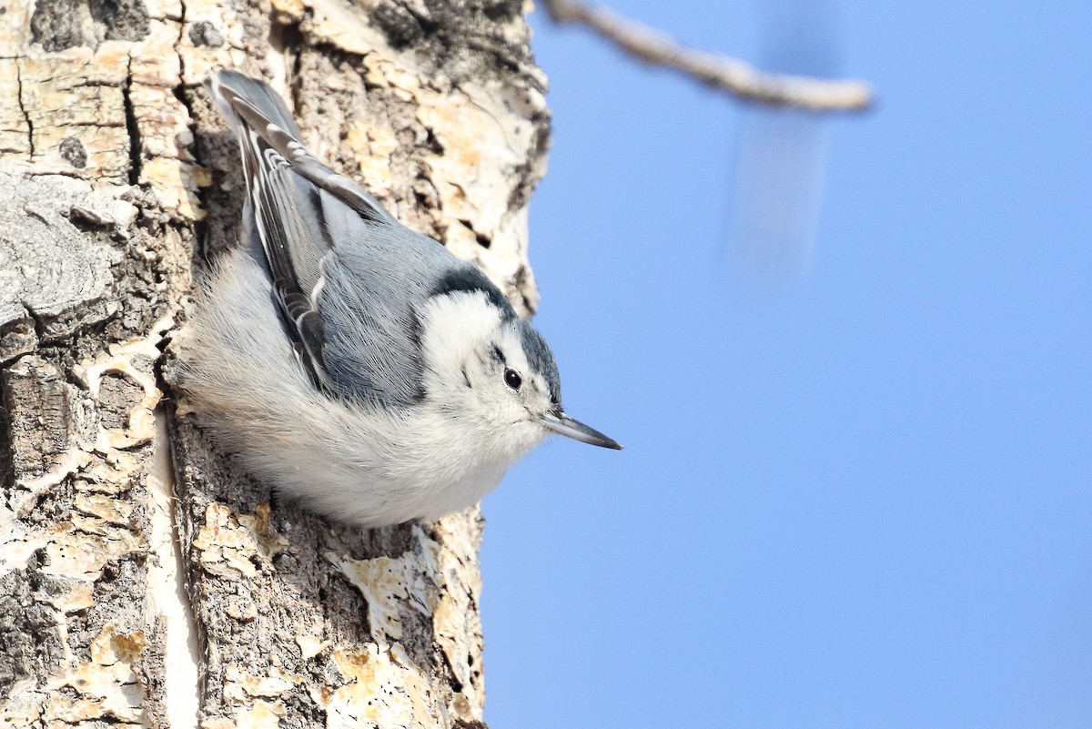 White-breasted Nuthatch (Eastern) - ML399956081