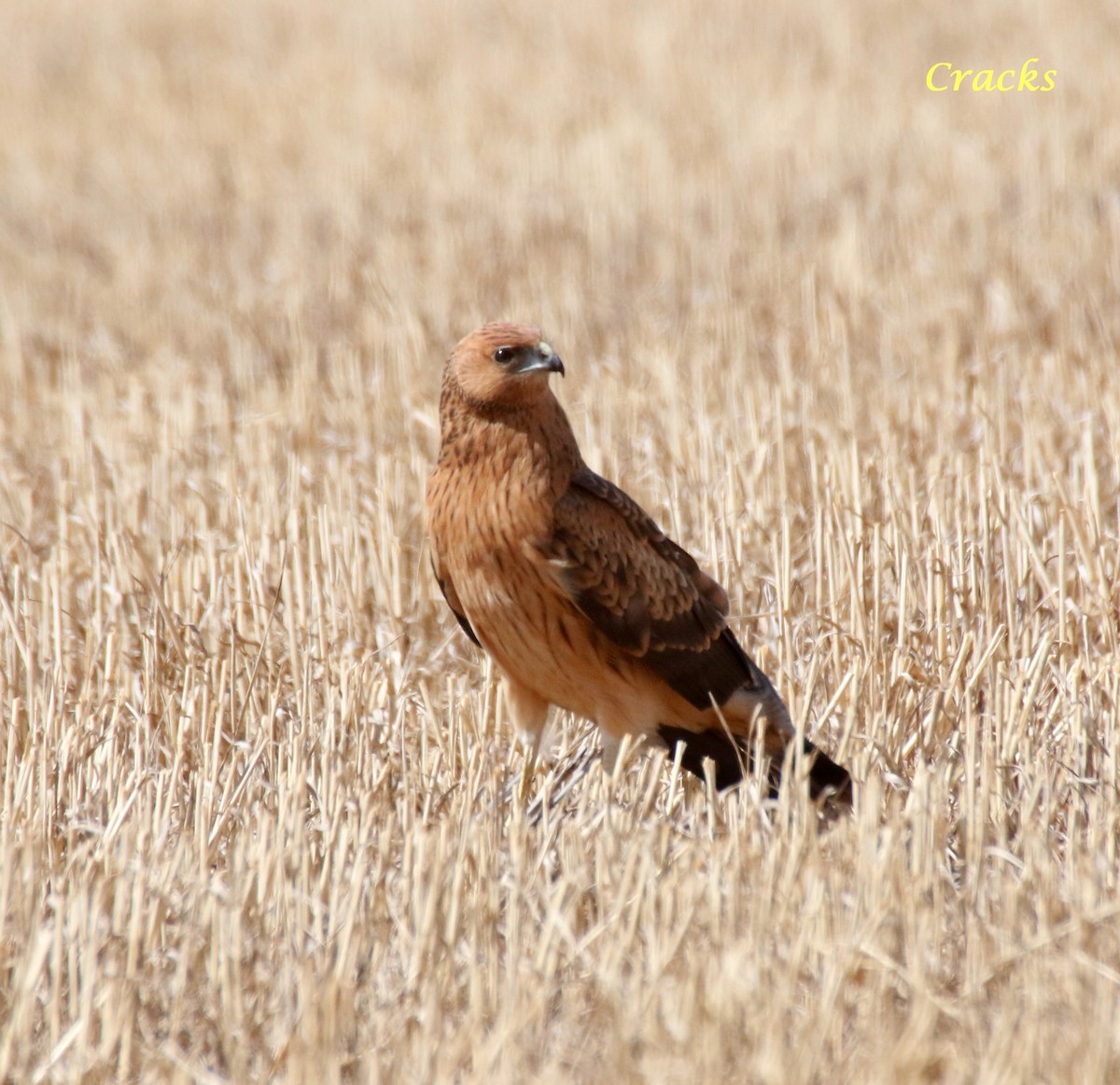 Spotted Harrier - ML399963101