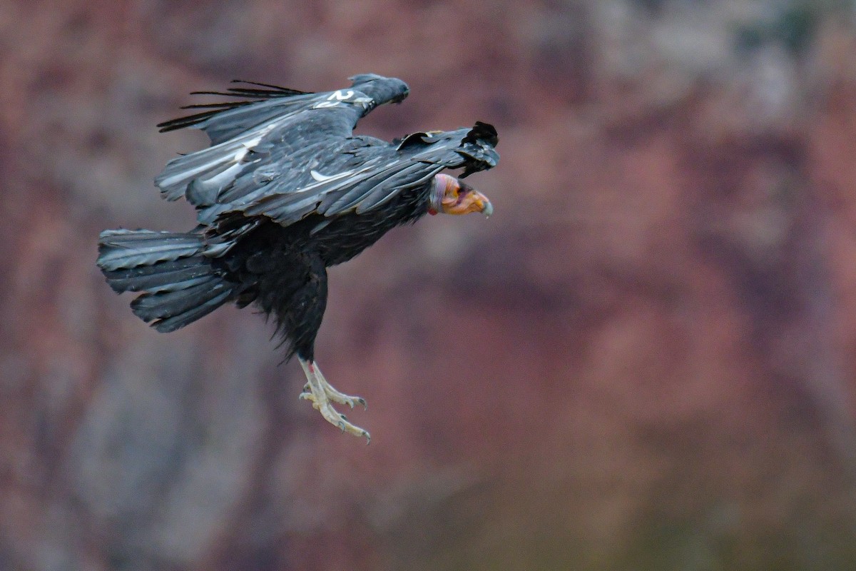 California Condor - Christian Newton