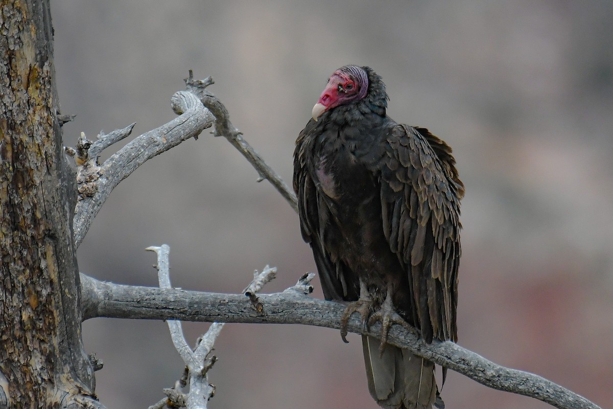 Turkey Vulture - ML399966351