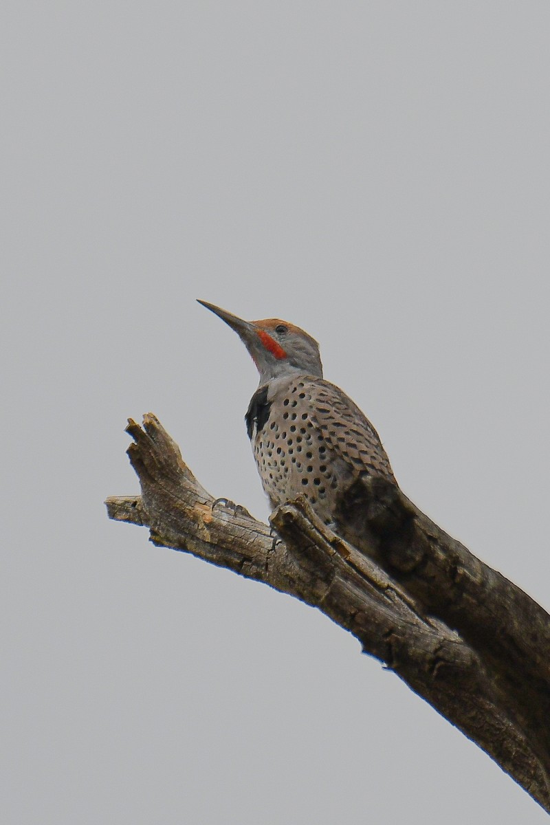 Northern Flicker (Red-shafted) - Christian Newton