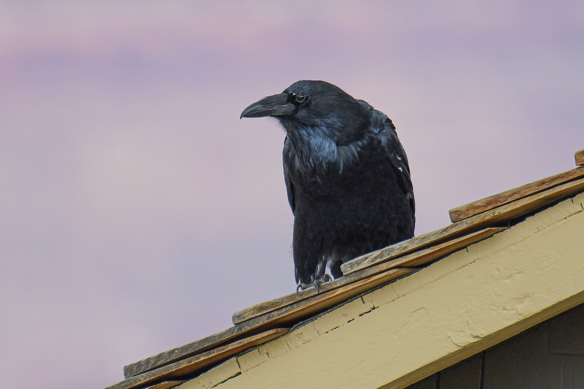 Common Raven - Christian Newton