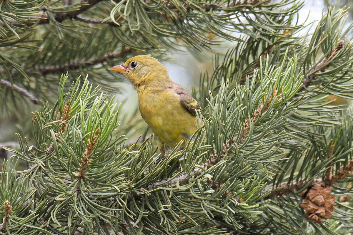 Western Tanager - Christian Newton