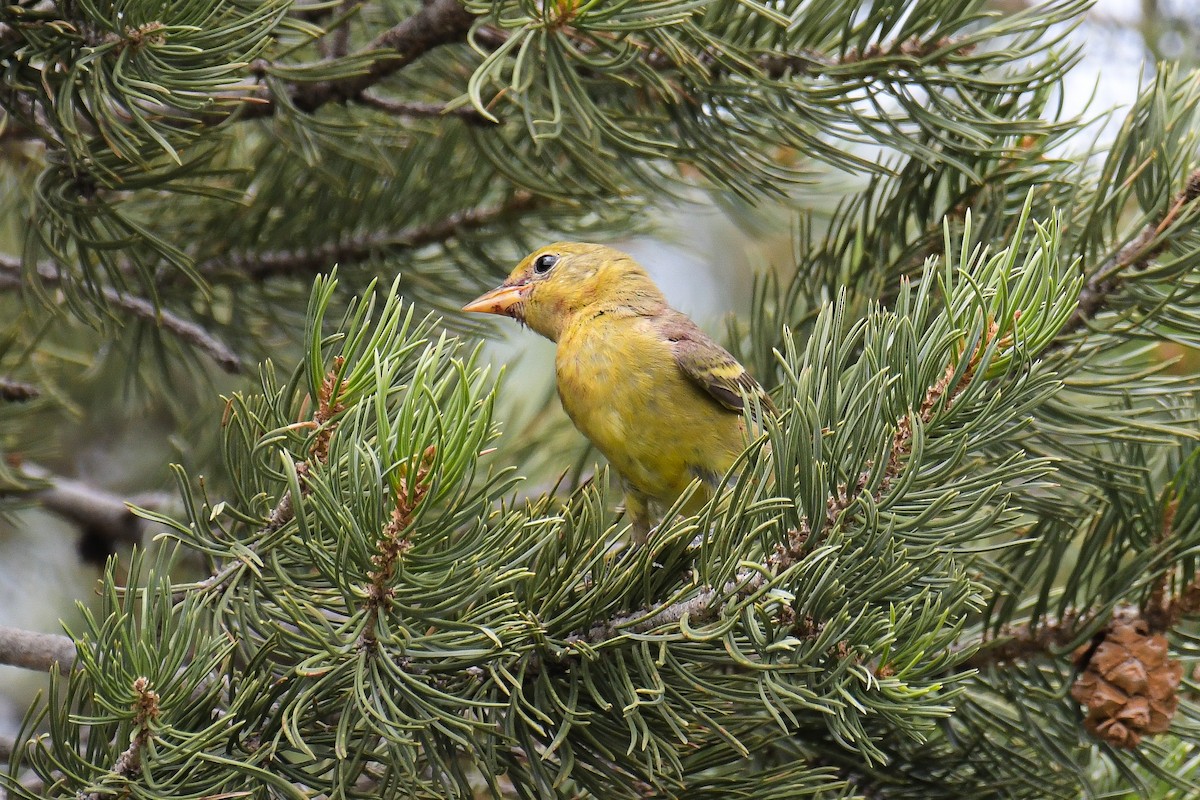 Western Tanager - ML399966661