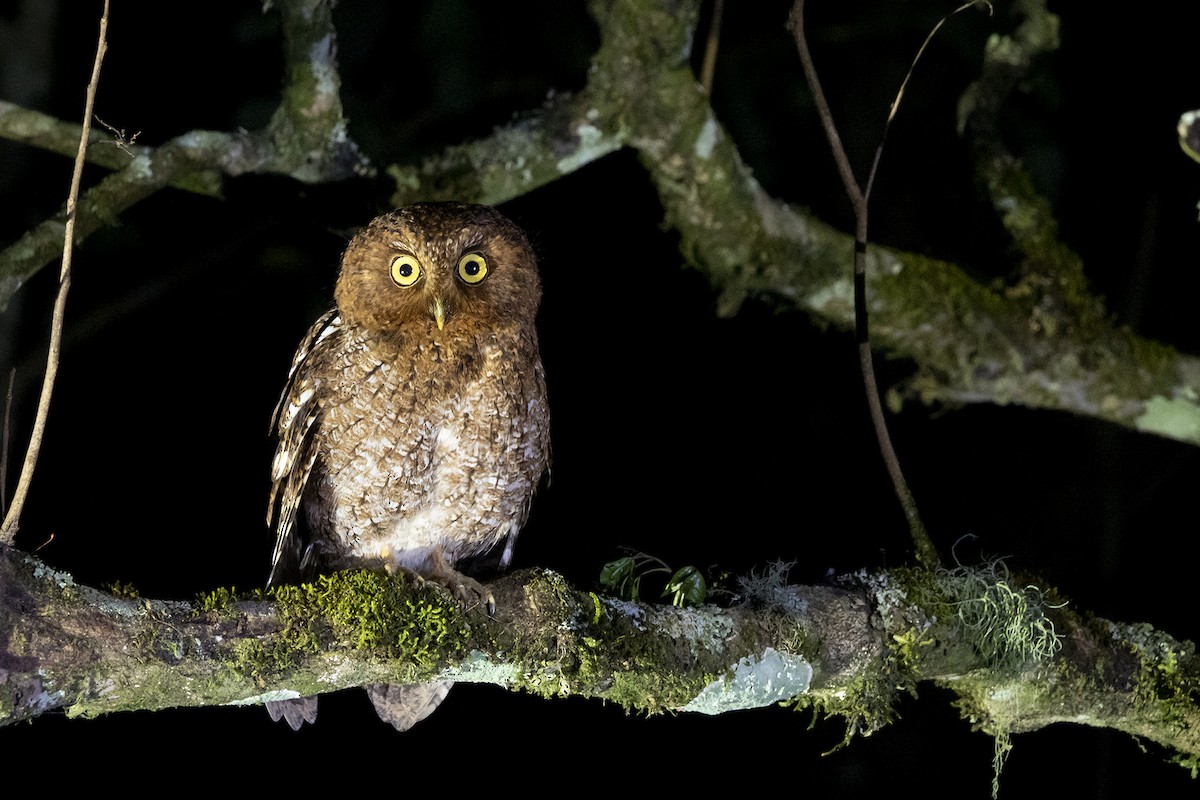 Bare-shanked Screech-Owl - ML399969281
