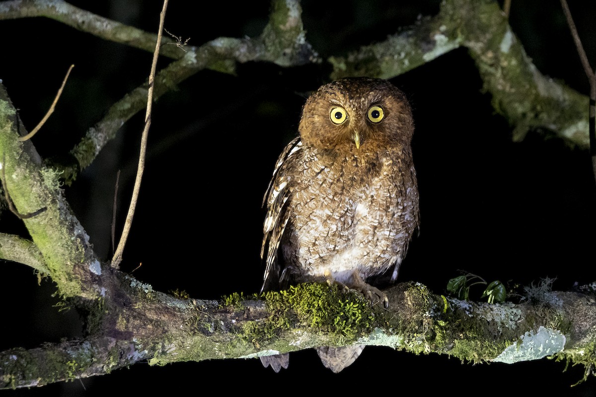 Bare-shanked Screech-Owl - ML399969291
