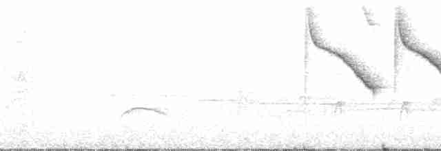 Üç Renkli Çalı Serçesi (crassus) - ML39997