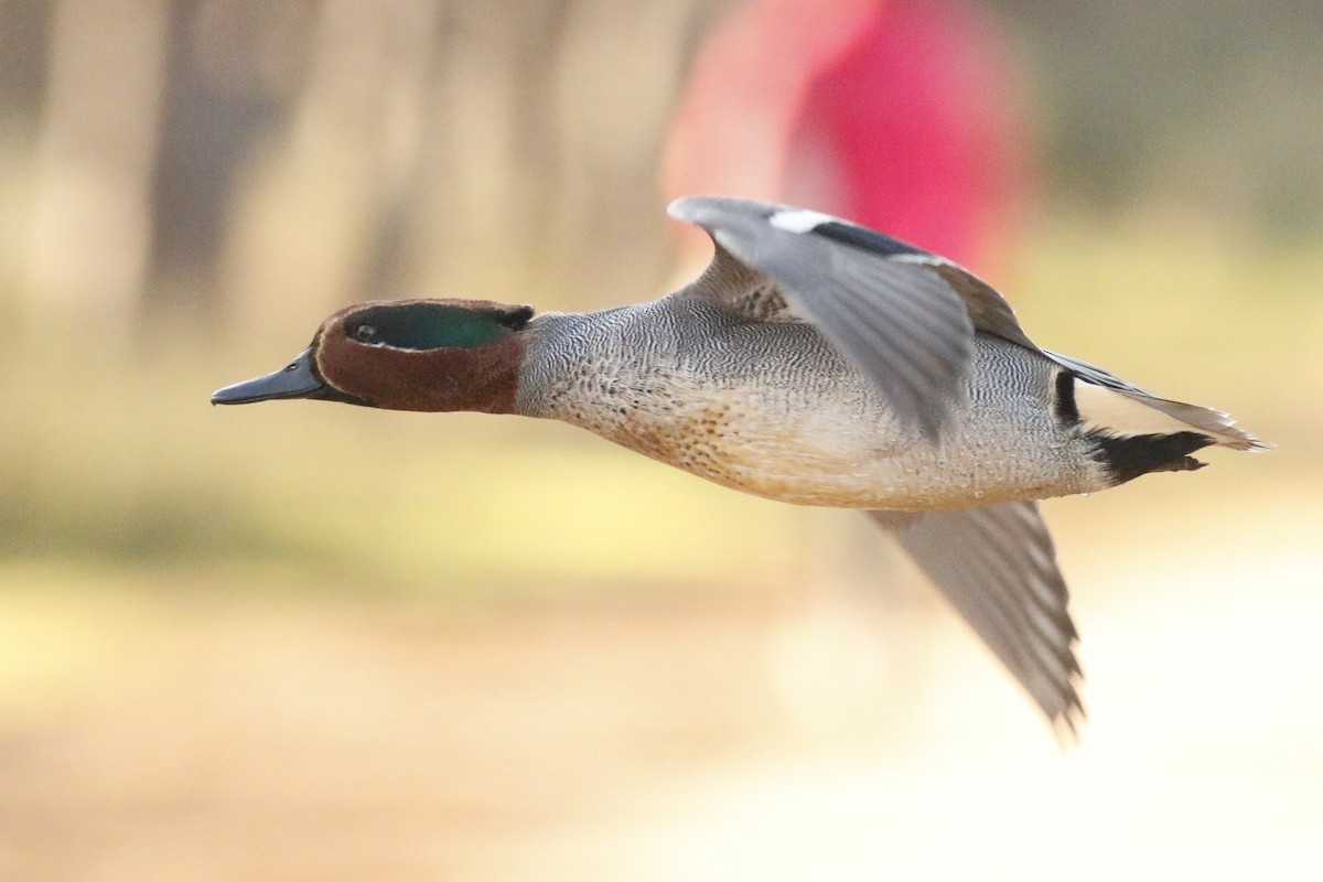 Green-winged Teal - ML399989771