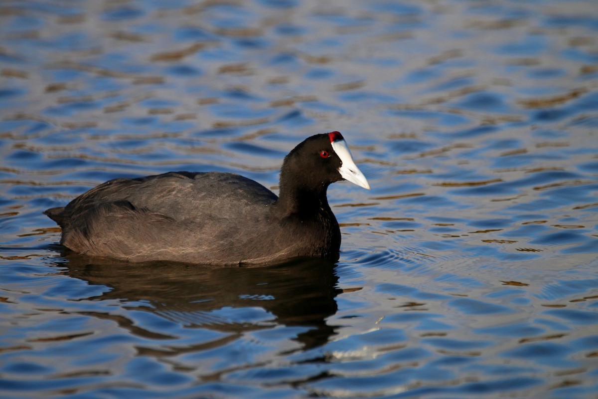 Red-knobbed Coot - ML399989931