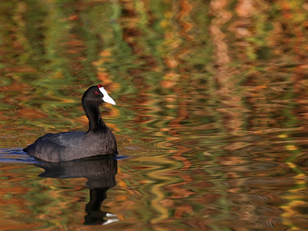 Red-knobbed Coot - ML399989941