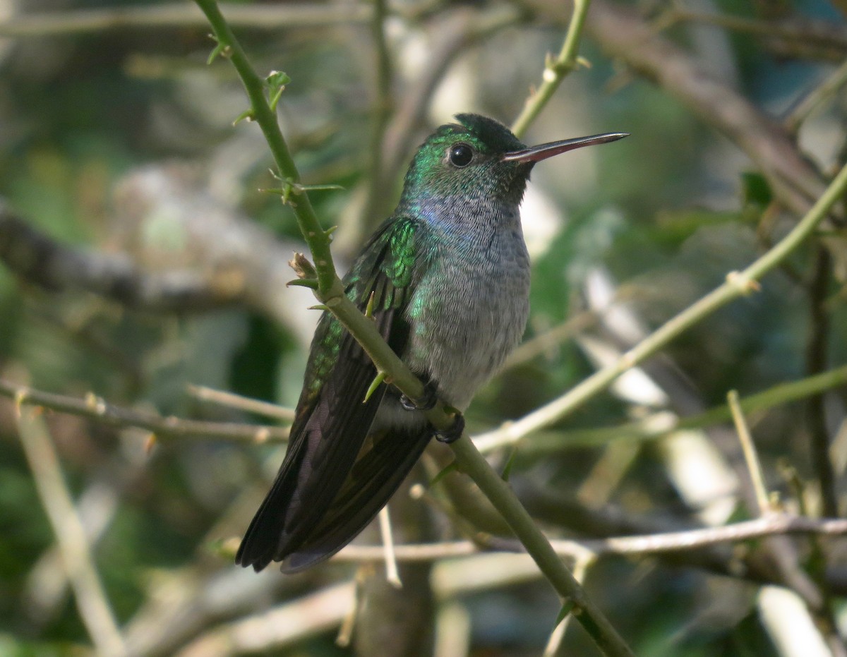 kolibřík modroprsý - ML39999471
