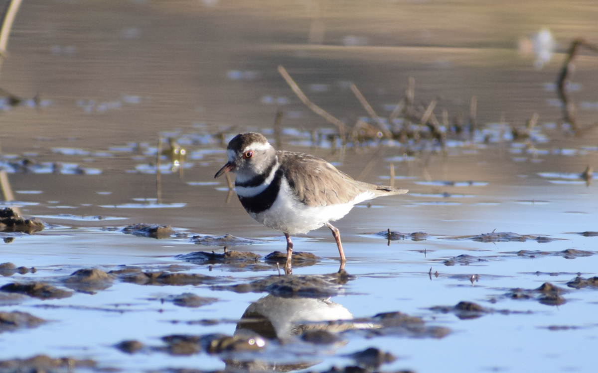 Three-banded Plover (African) - ML399996371