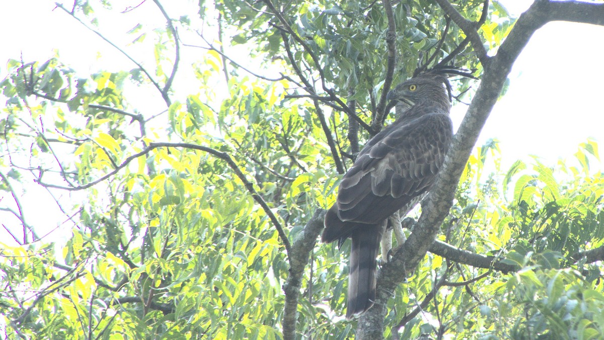 Changeable Hawk-Eagle (Crested) - ML399999091