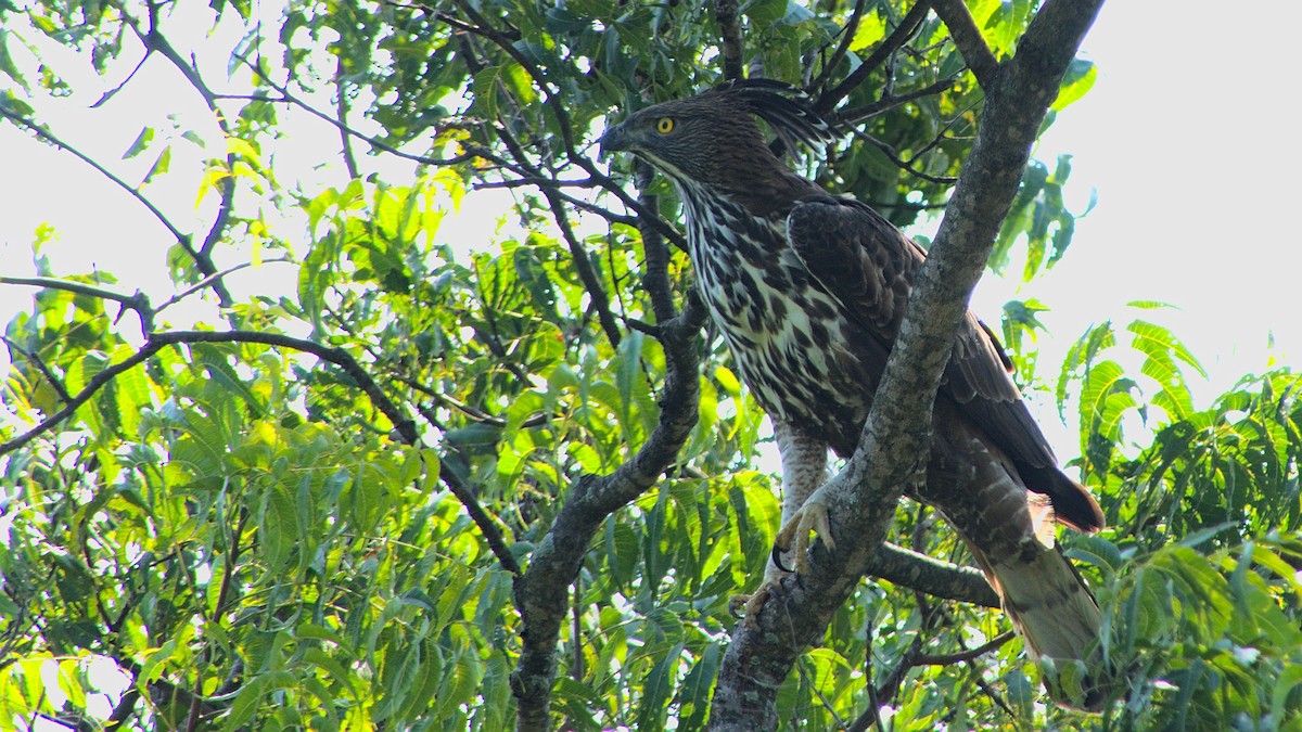 Changeable Hawk-Eagle (Crested) - ML399999101