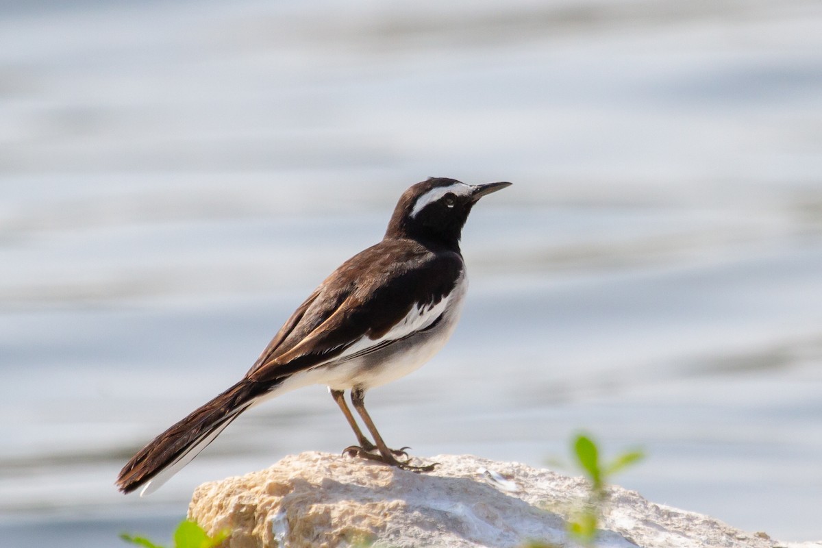 White-browed Wagtail - ML400000381