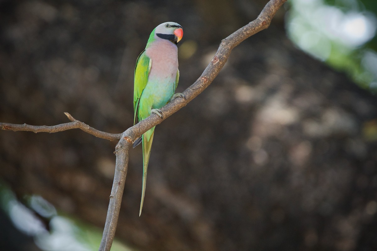 Red-breasted Parakeet - ML400001141