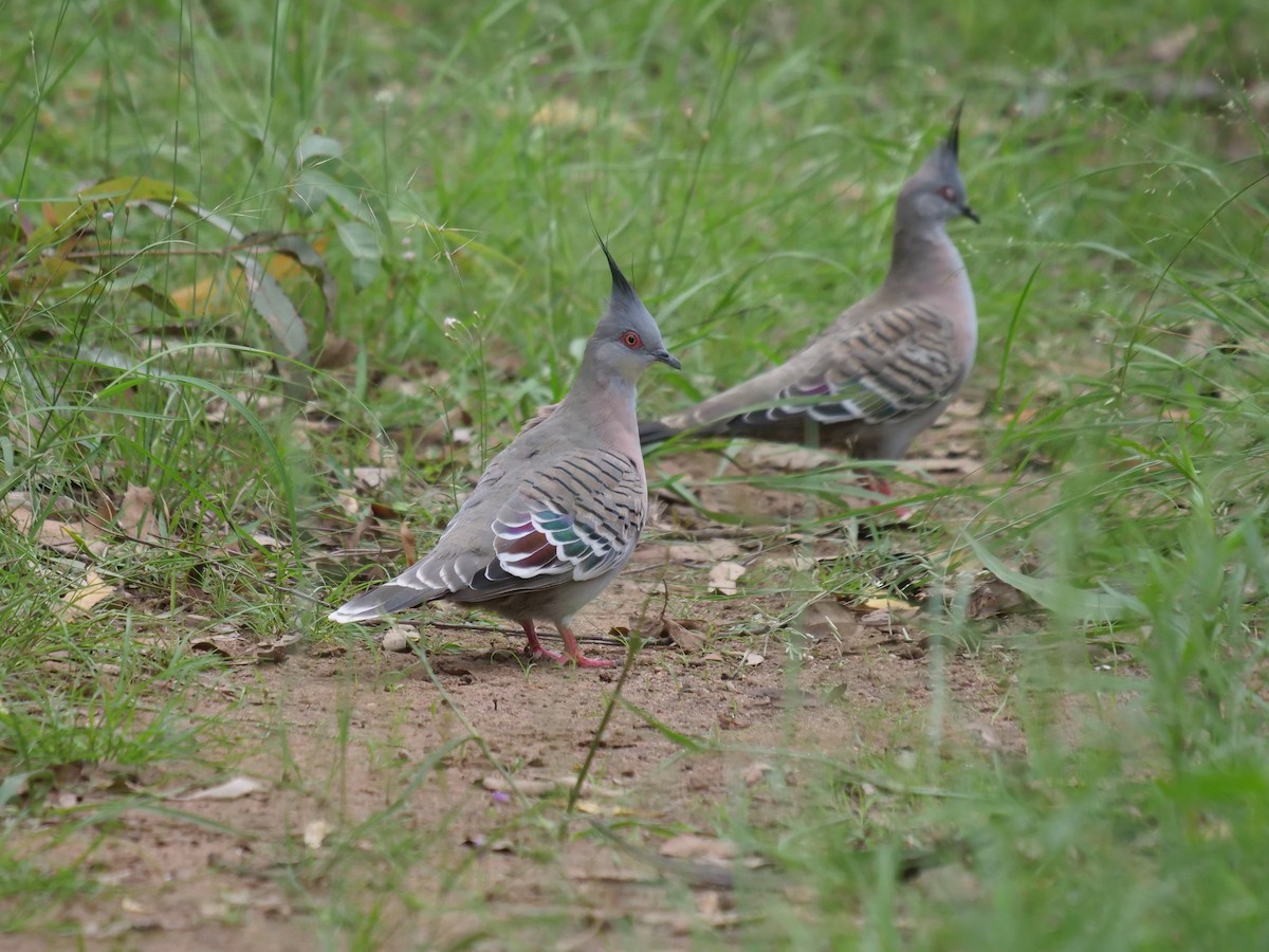 Crested Pigeon - ML400003201