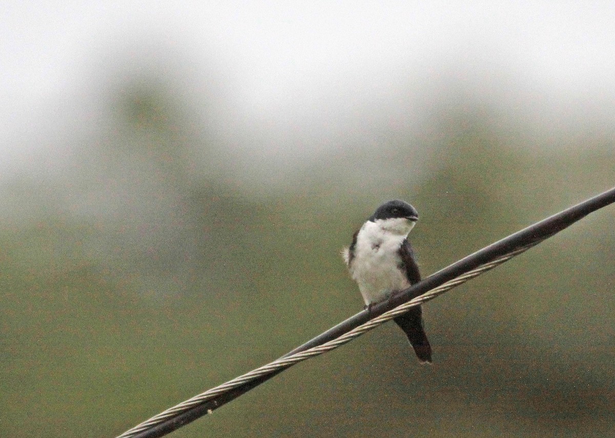 Blue-and-white Swallow - ML400003811