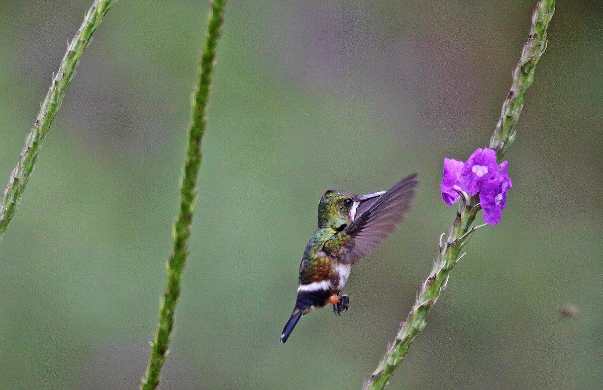 kolibřík ostrochocholatý - ML400005941