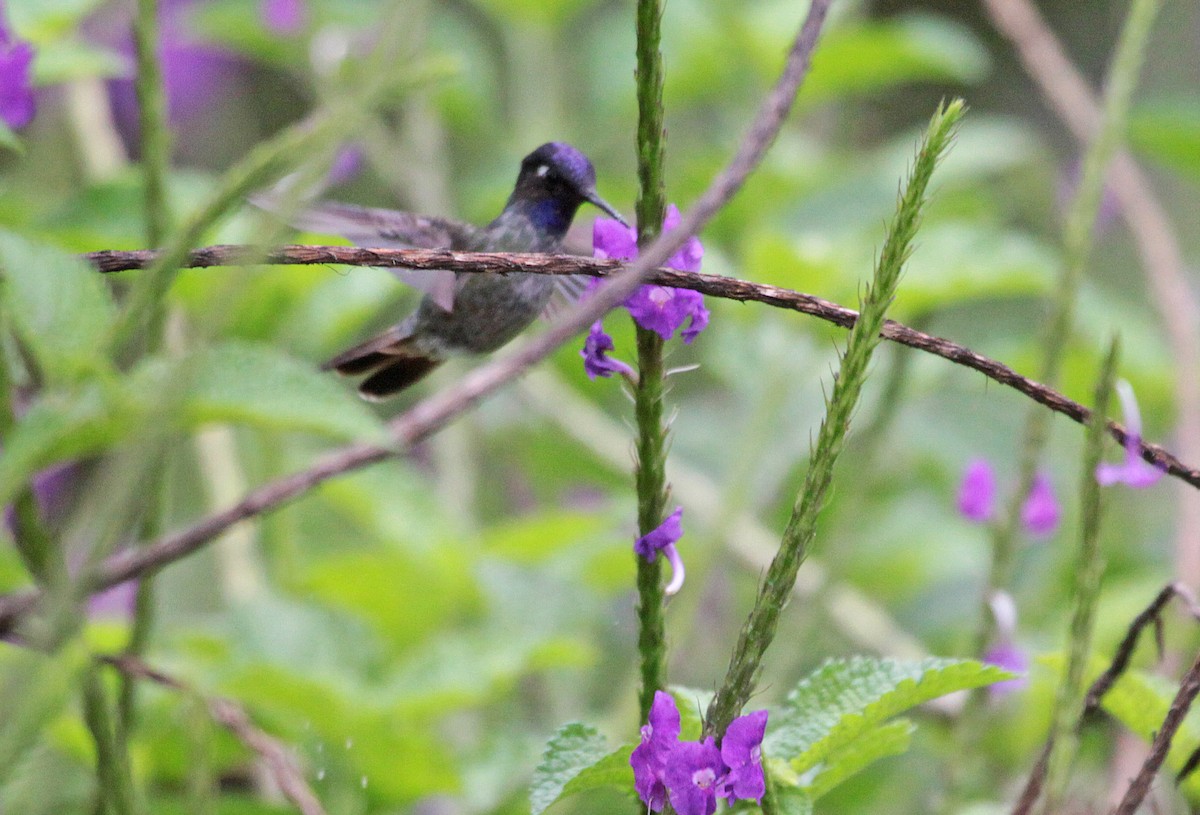 kolibřík fialovohlavý - ML400005961