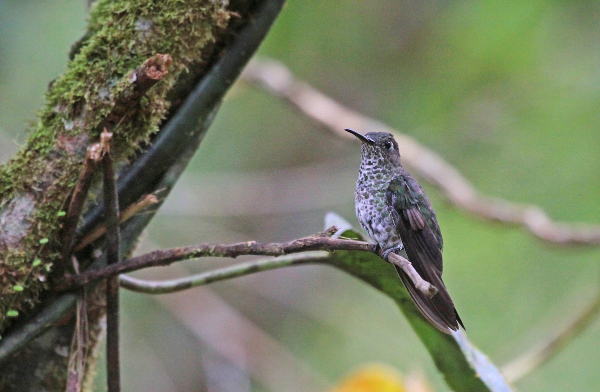 Many-spotted Hummingbird - ML400006081