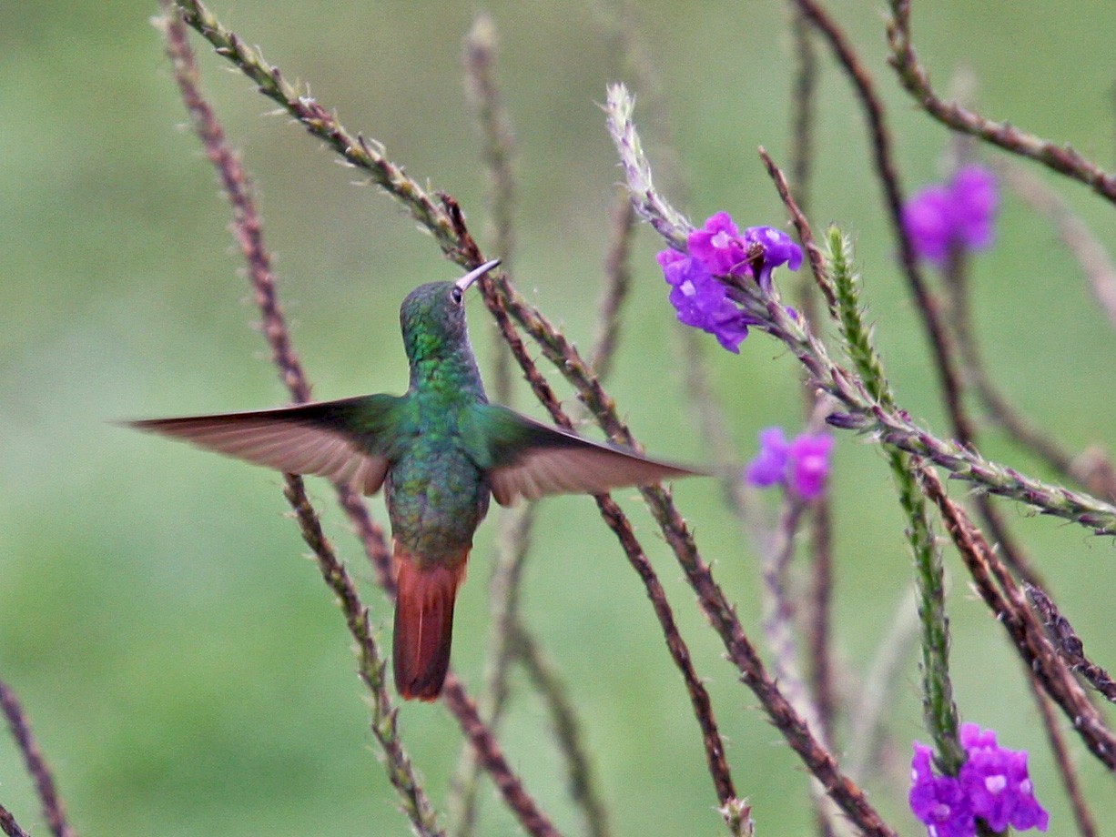 Rufous-tailed Hummingbird - Brooke Miller