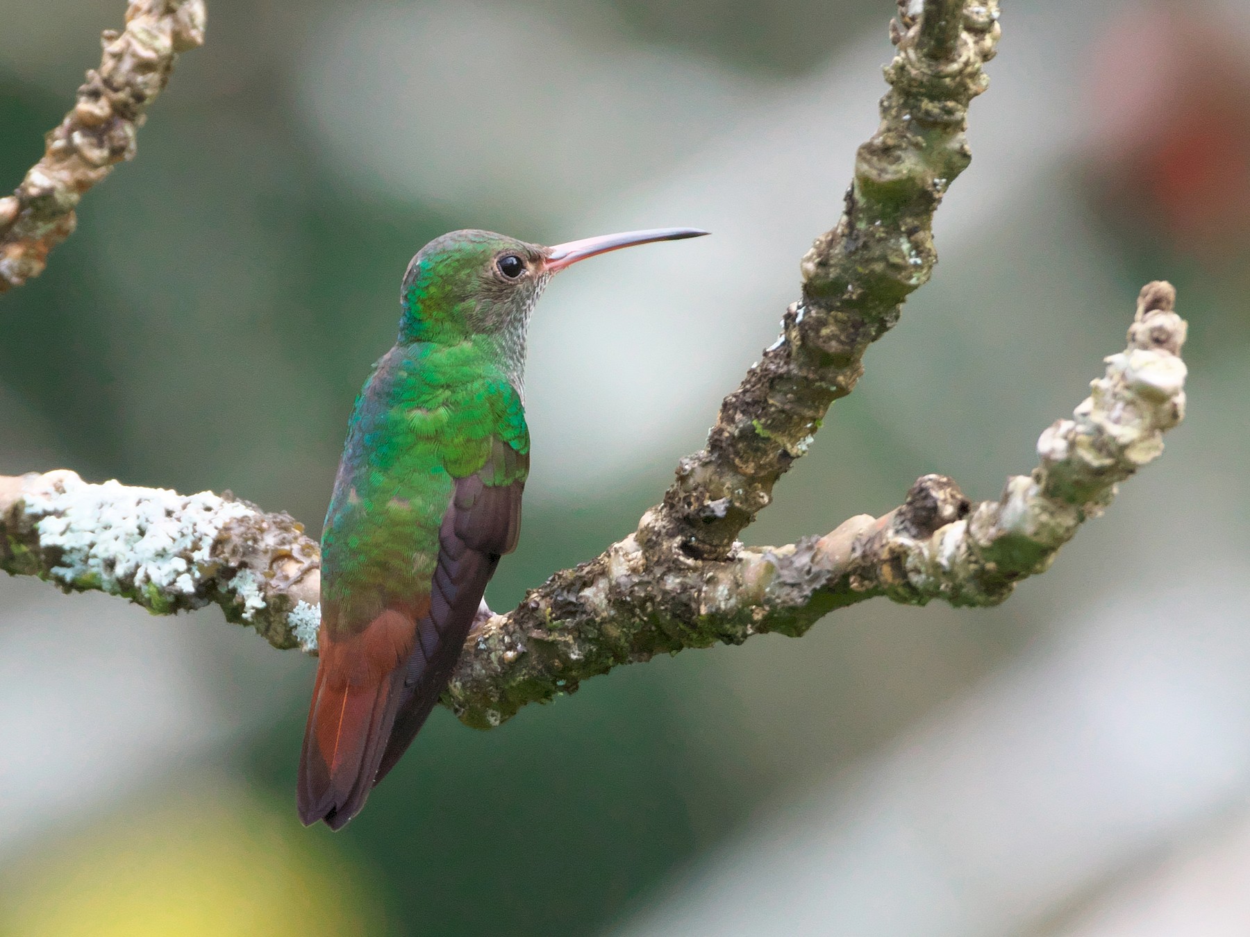 Rufous-tailed Hummingbird - Paul Tavares