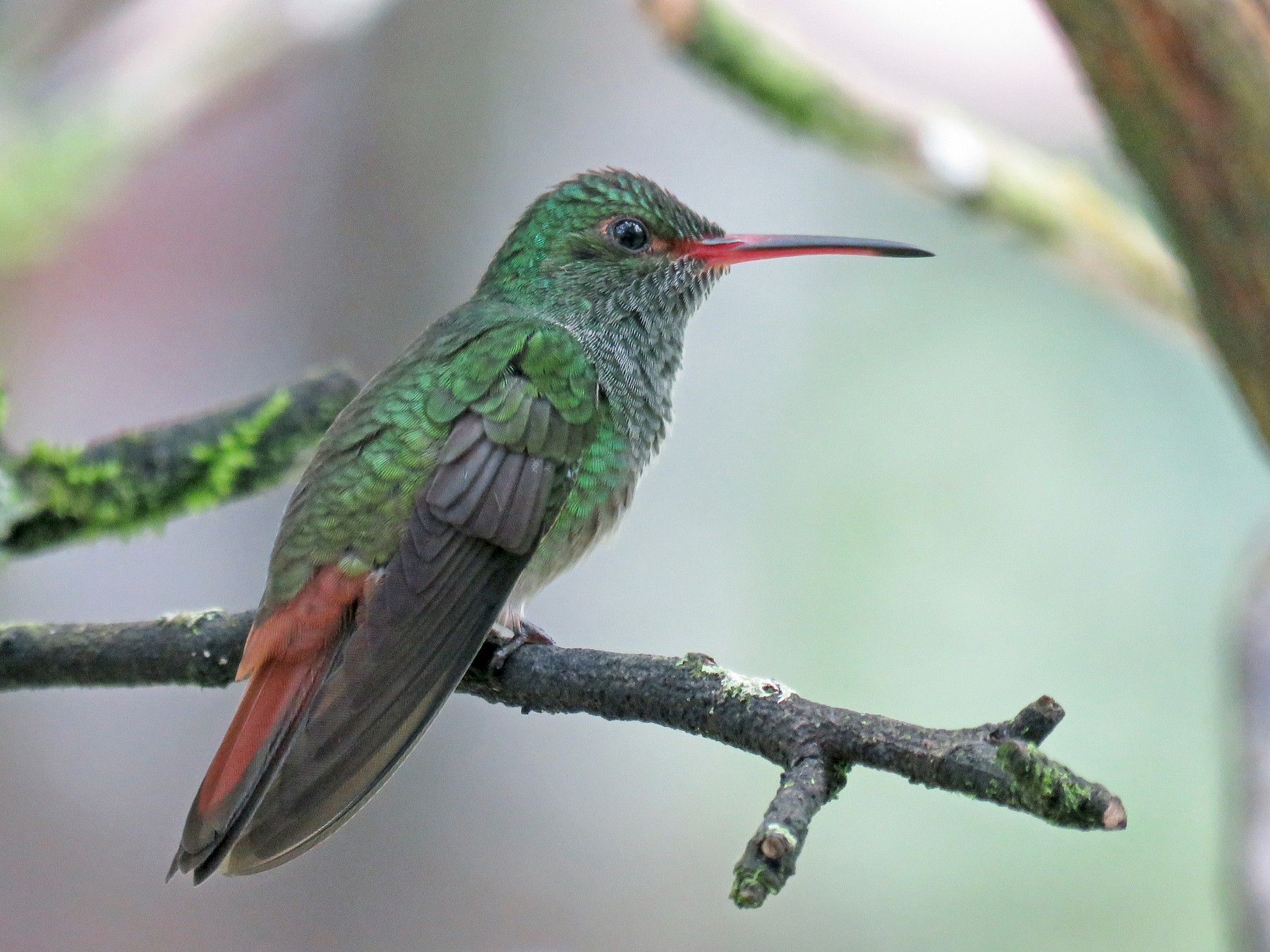 Rufous tailed Hummingbird EBird