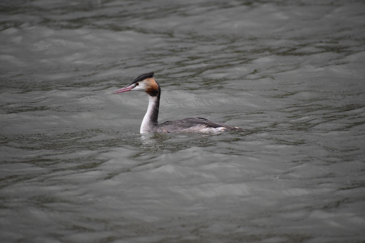 Great Crested Grebe - ML400009921
