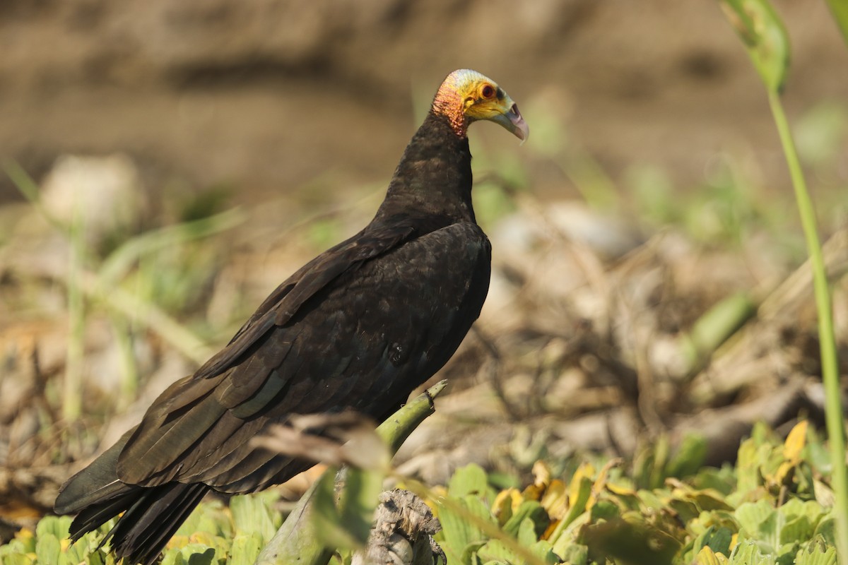 Lesser Yellow-headed Vulture - Jefferson Shank