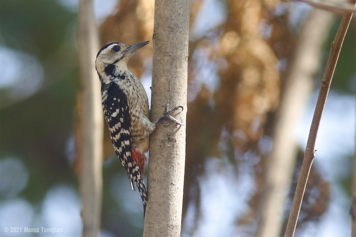 Freckle-breasted Woodpecker - Manod Taengtum