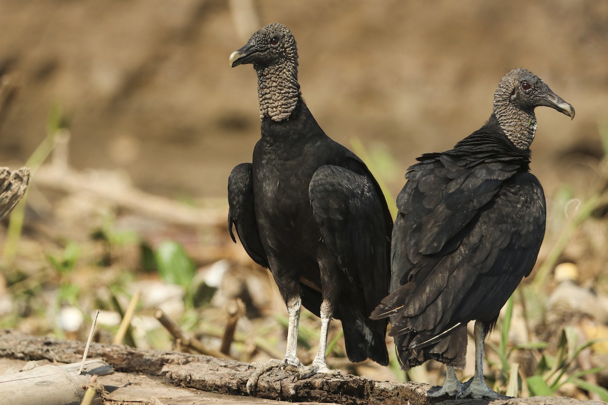 Black Vulture - Jefferson Shank