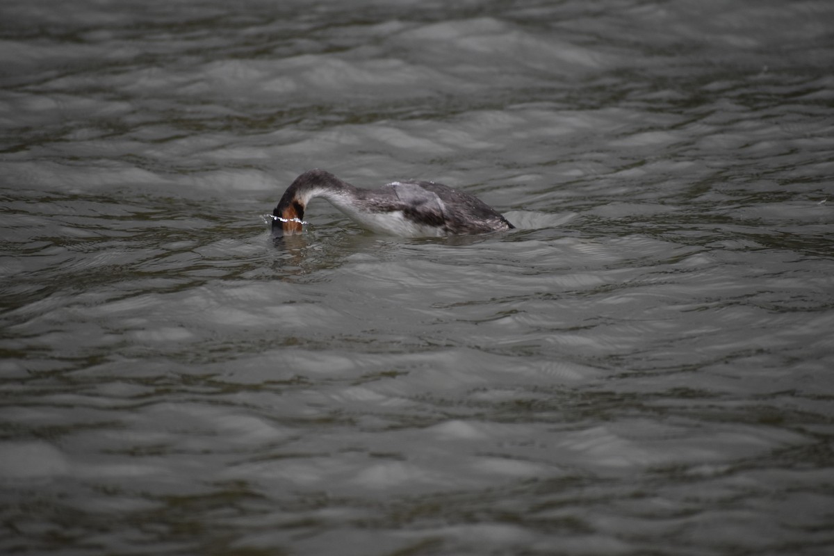 Great Crested Grebe - ML400017111