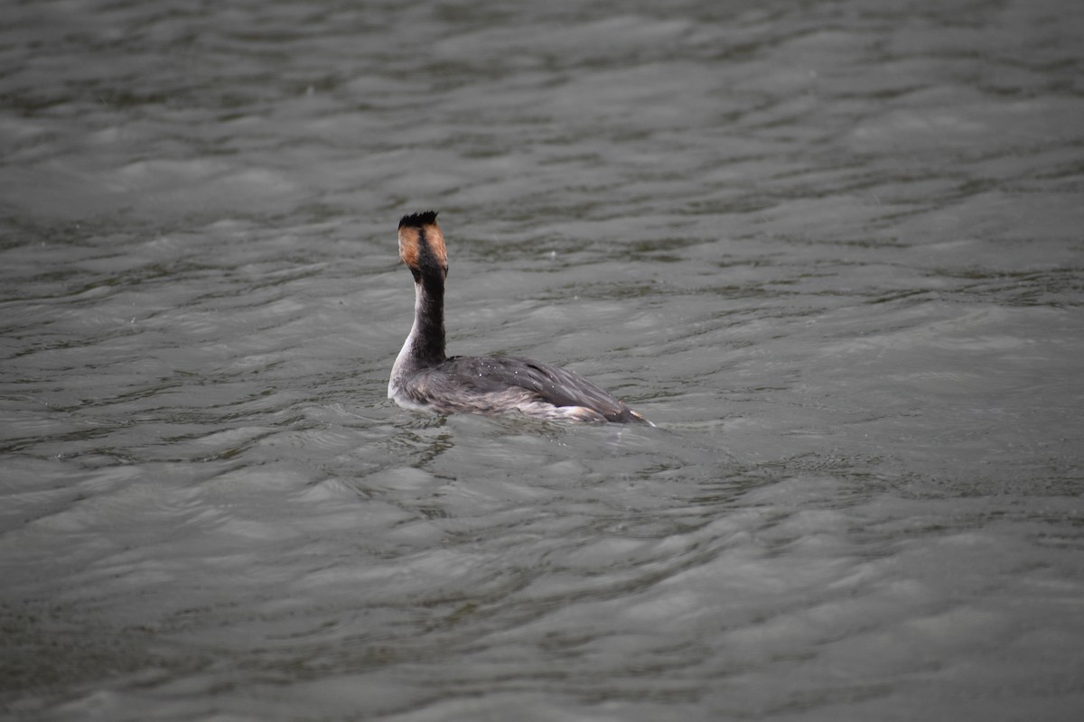 Great Crested Grebe - ML400017761