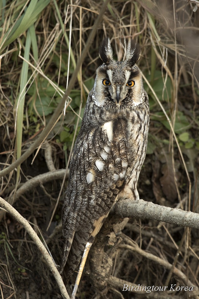 Long-eared Owl - Peter Han