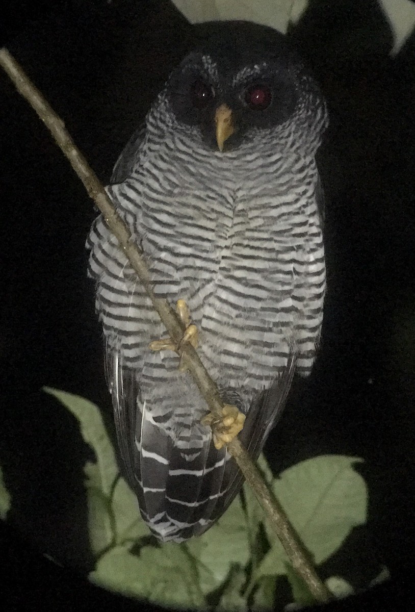 Black-and-white Owl - ML400023741