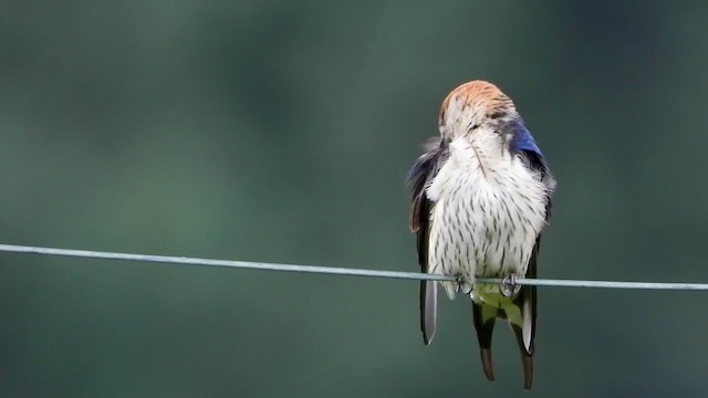 Greater Striped Swallow - ML400029211