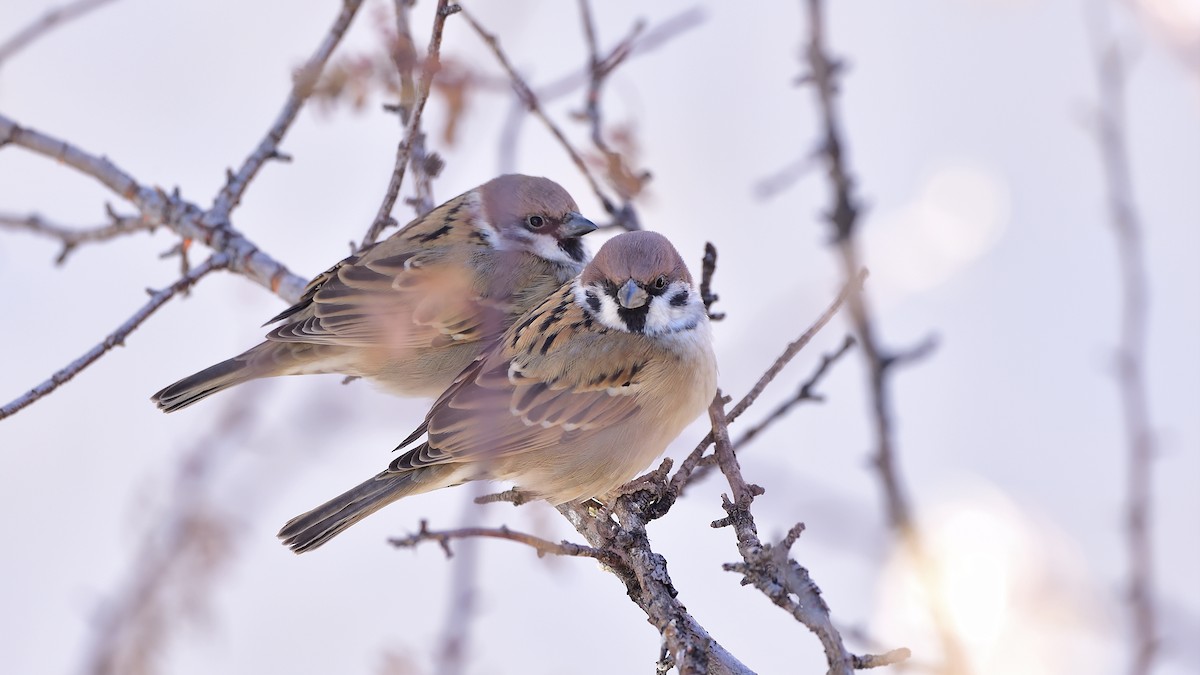 Eurasian Tree Sparrow - ML400029731