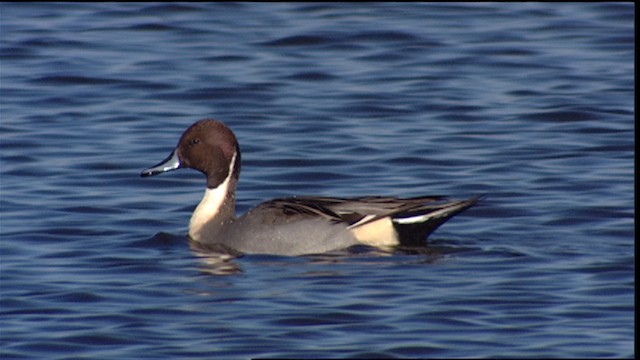  - Northern Pintail
