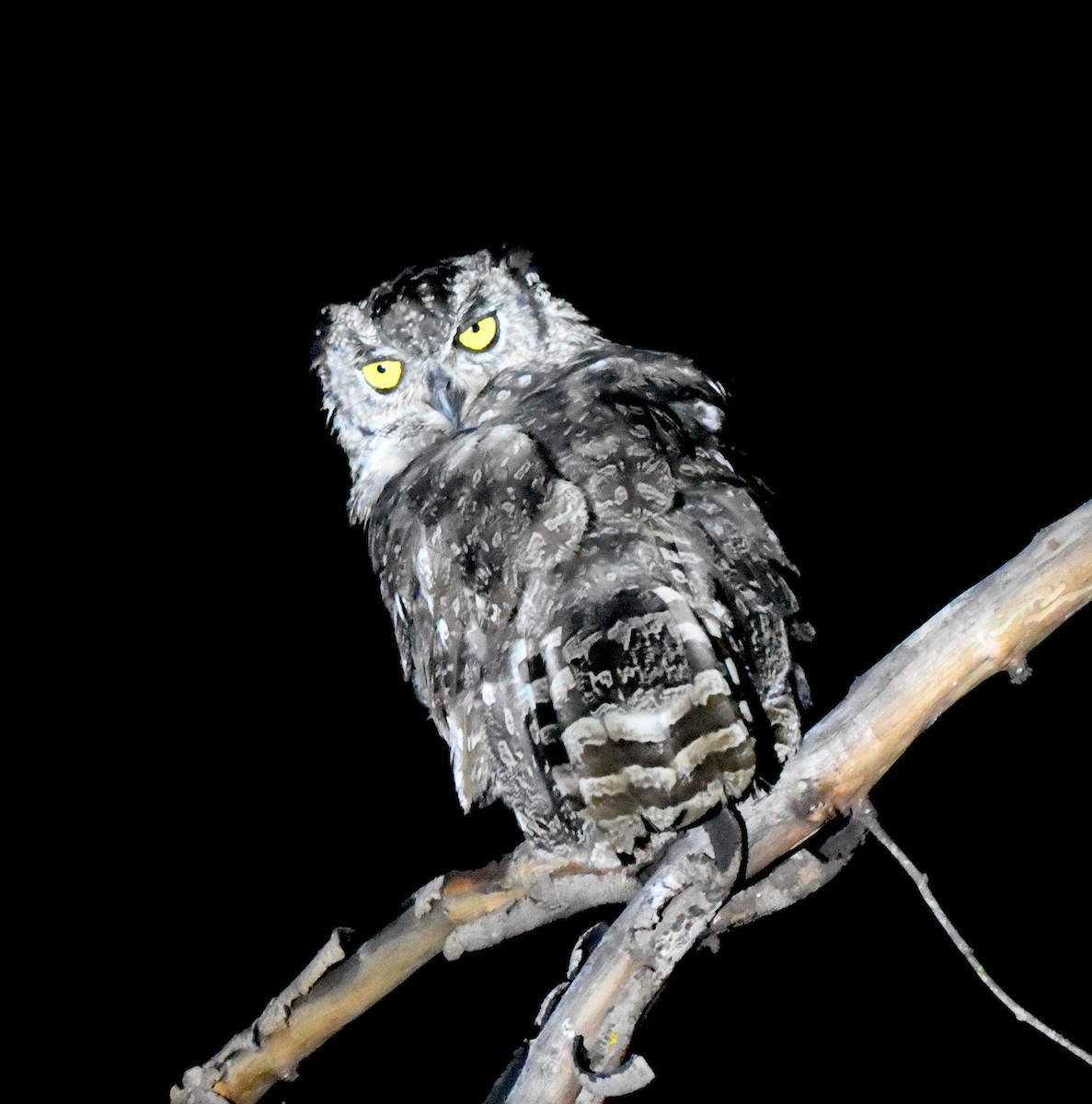 Spotted Eagle-Owl - ML400034831